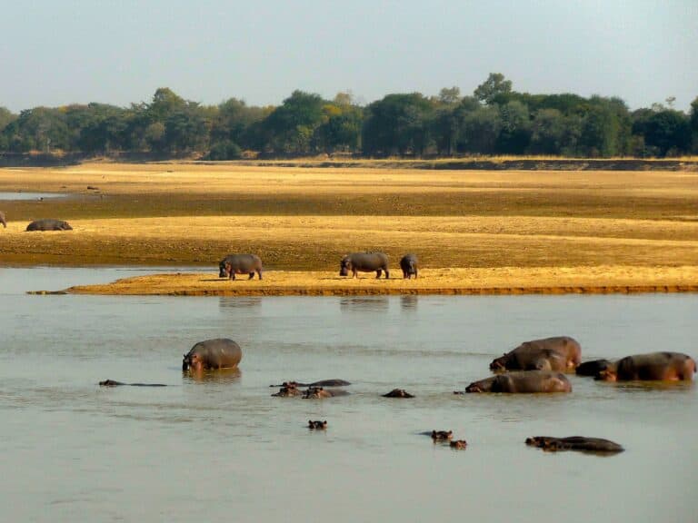 Wildlife In Camp