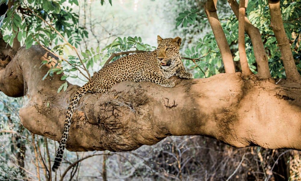 Leopard on tree