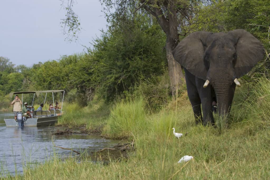 Elephant by the bank