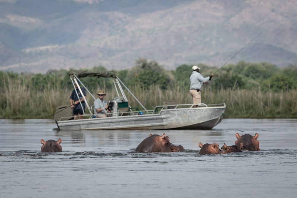 Person fishing on a river with hippos in the foreground