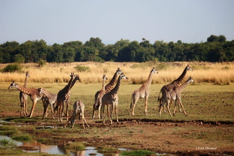 Many giraffes at Kafunta