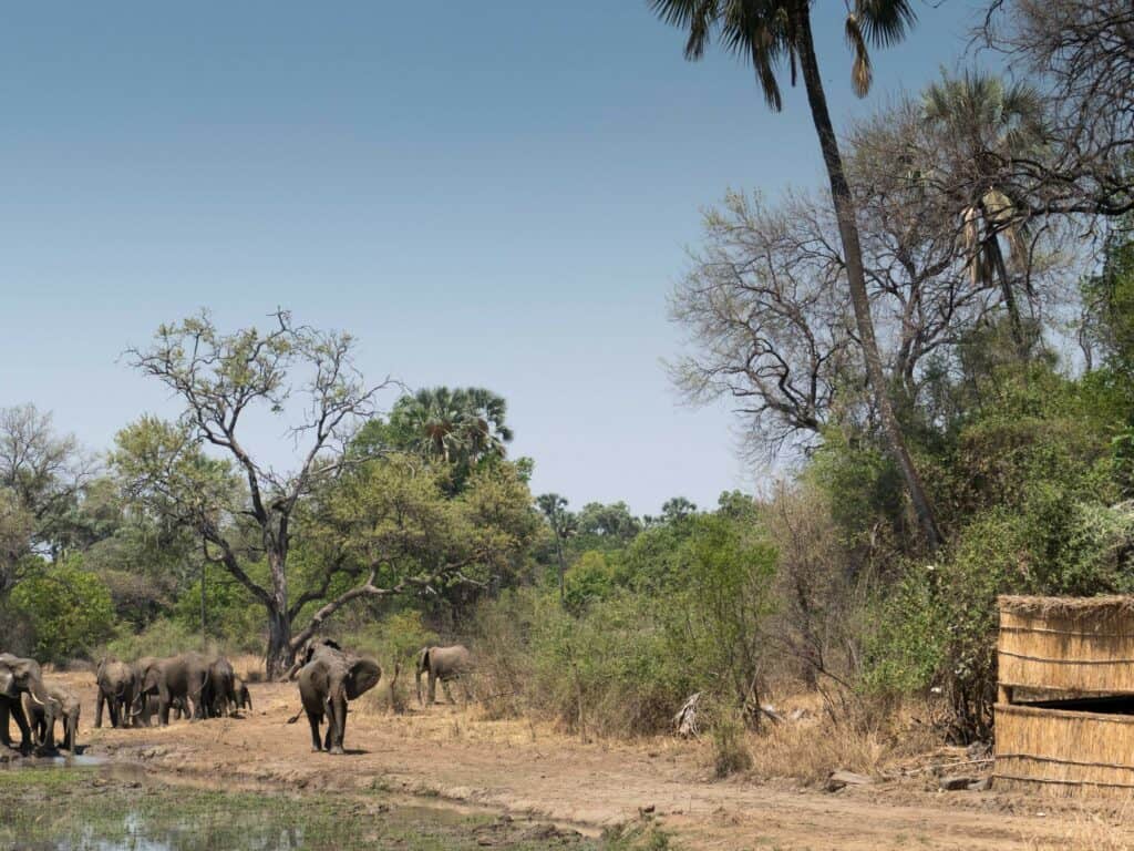 Island Bush Camp Hide