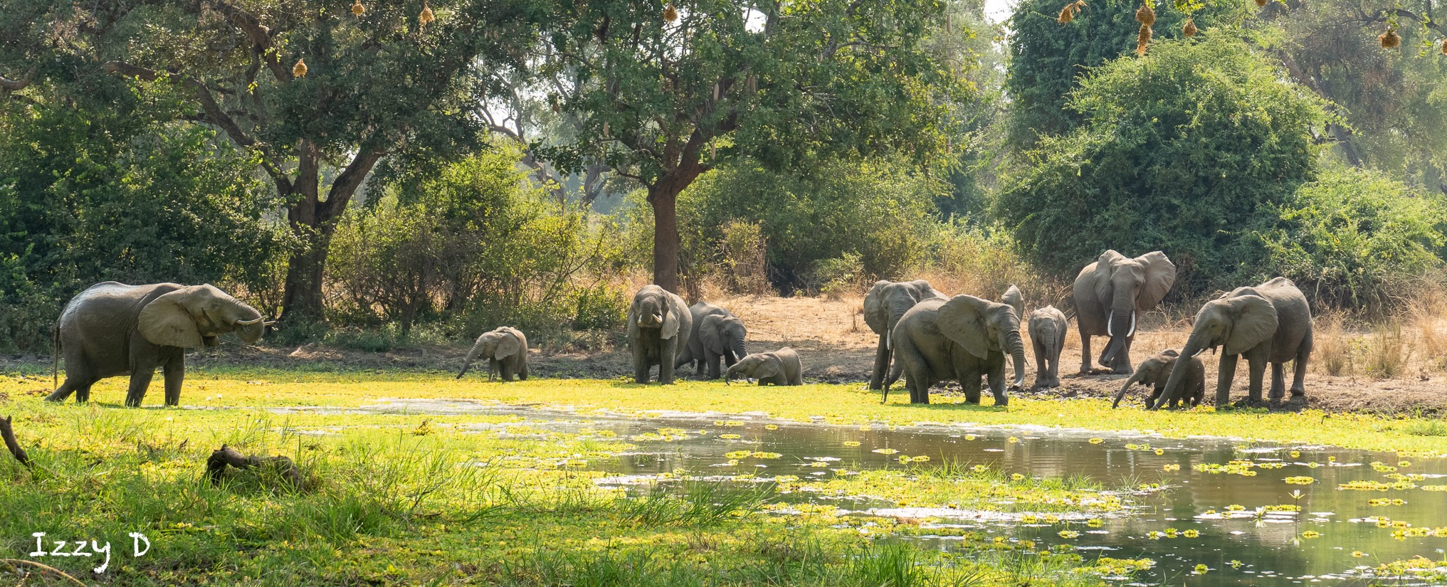 Elephants at a waterhole