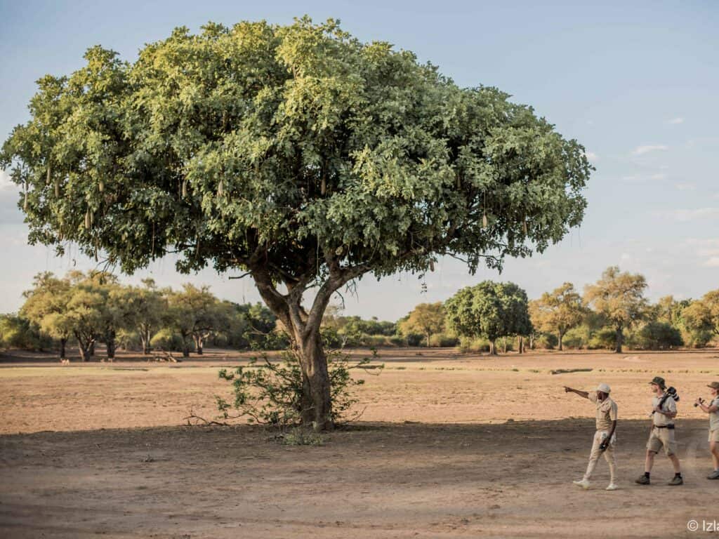 Walking Safari