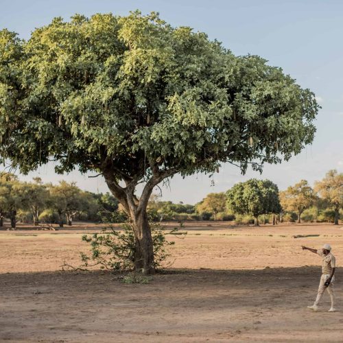 Walking Safari