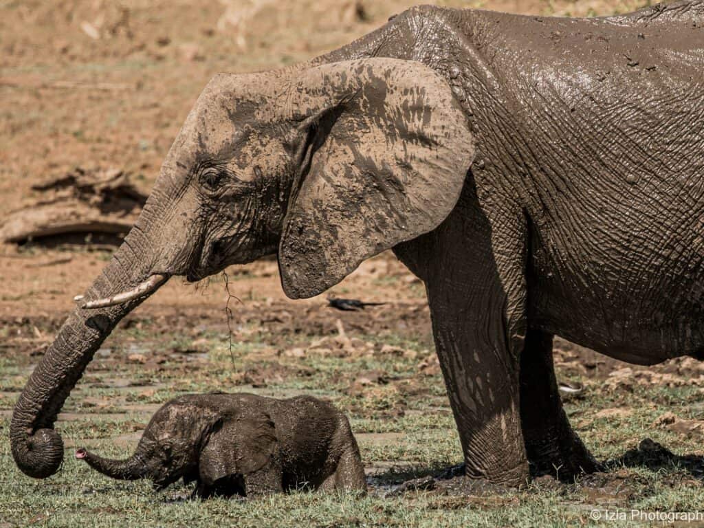 Elephants on Safari