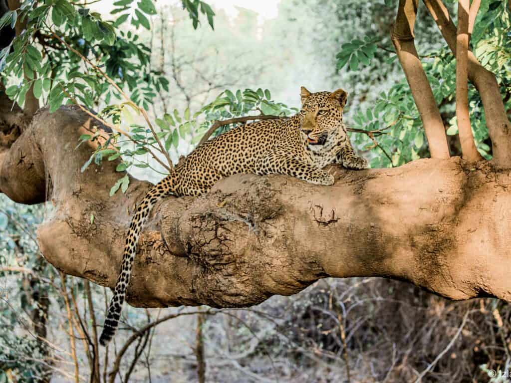 Leopard on safari