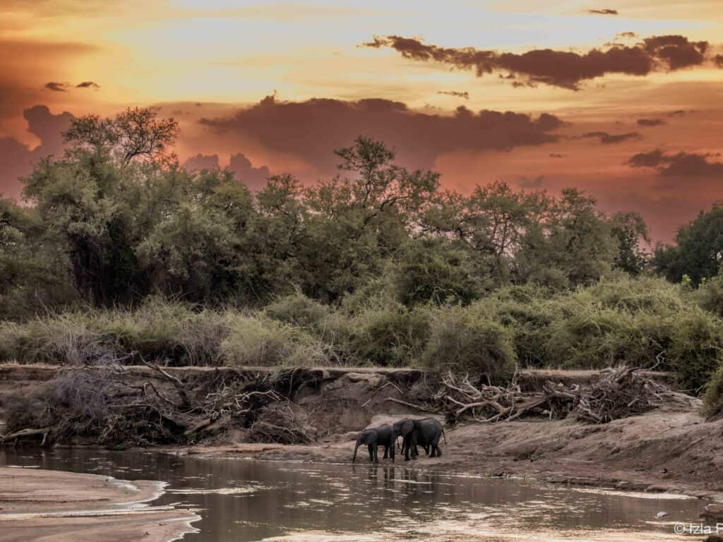 Elephants by the river