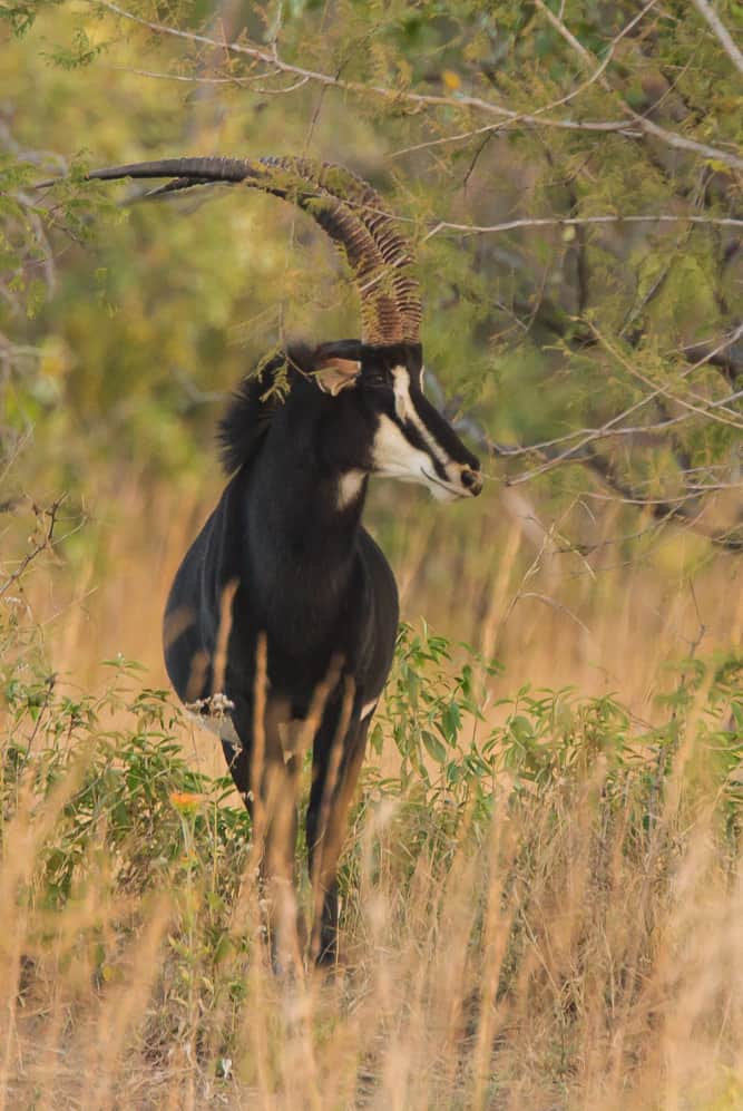 A Sable antelope at Kaing'U