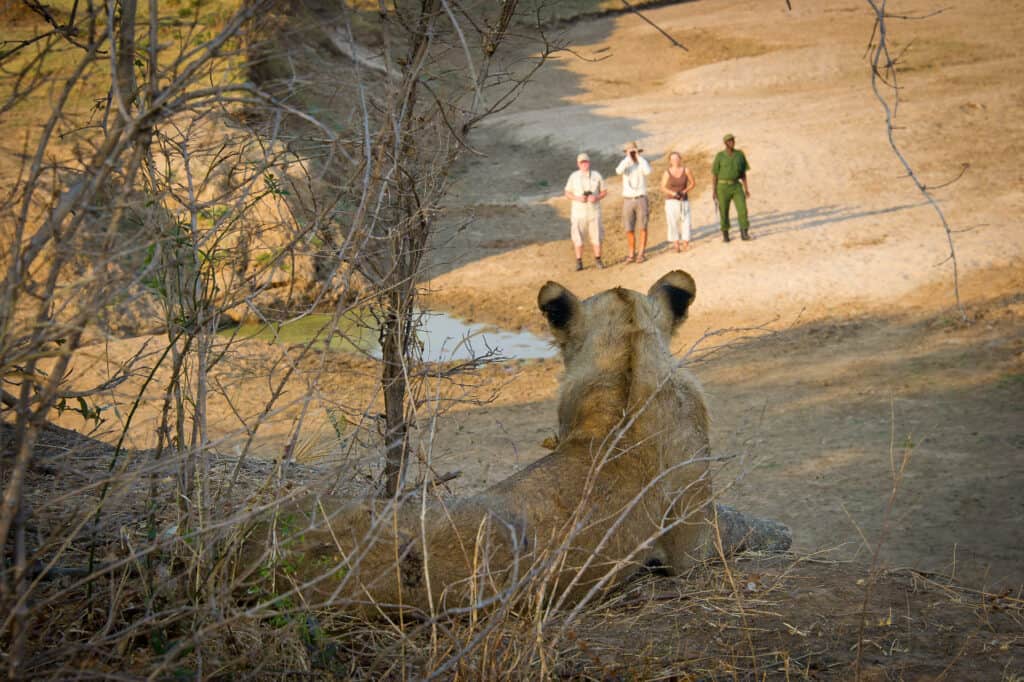 Walking at Lion Camp