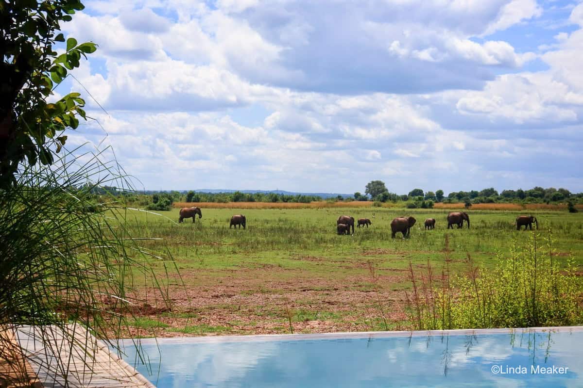 Elephants in front of Kafunta