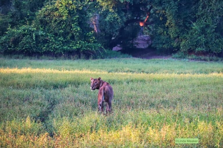 Lioness at Kafunta