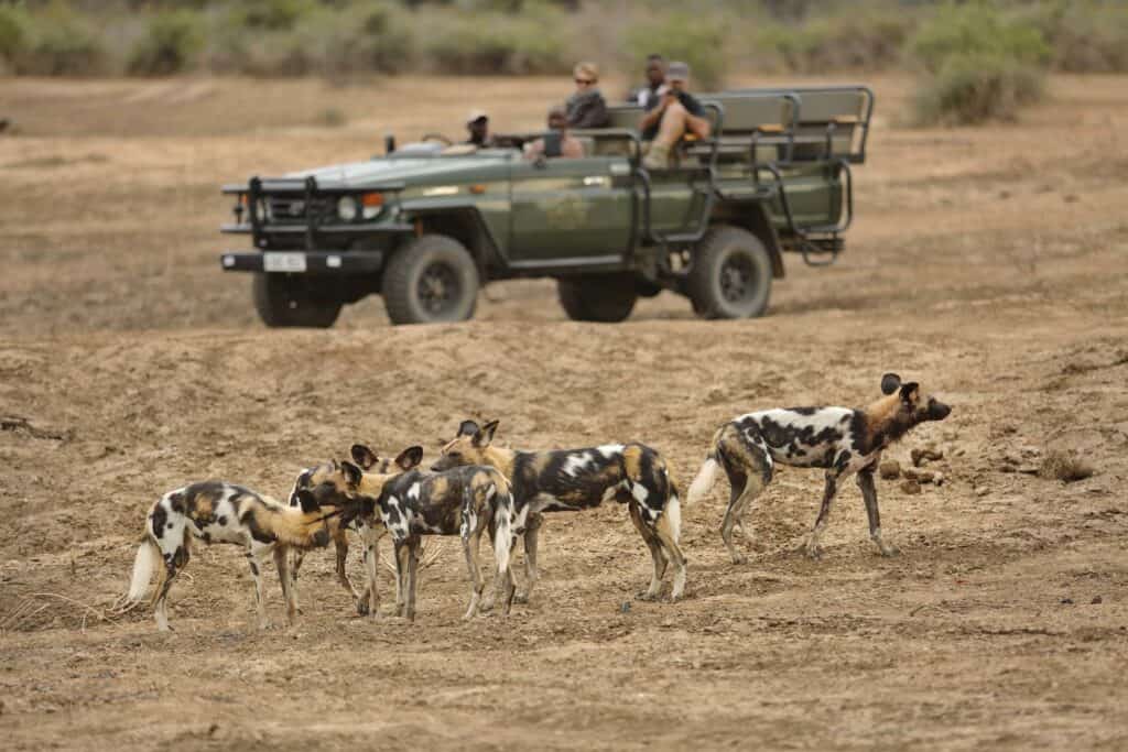 A game drive at Lion Camp