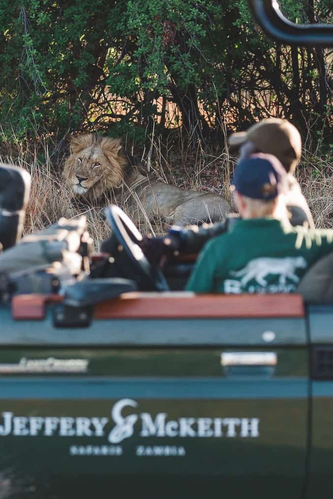 Game drive with lion