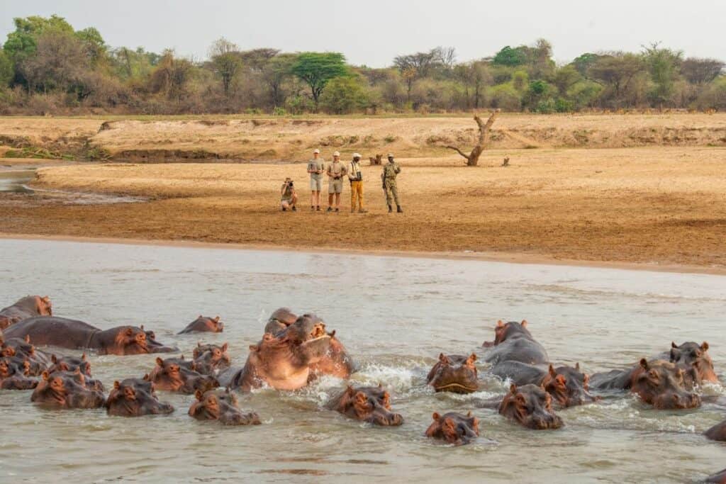 North Luangwa Walking